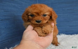 Cavapoo dogs for sale: Jacoby - Image 8