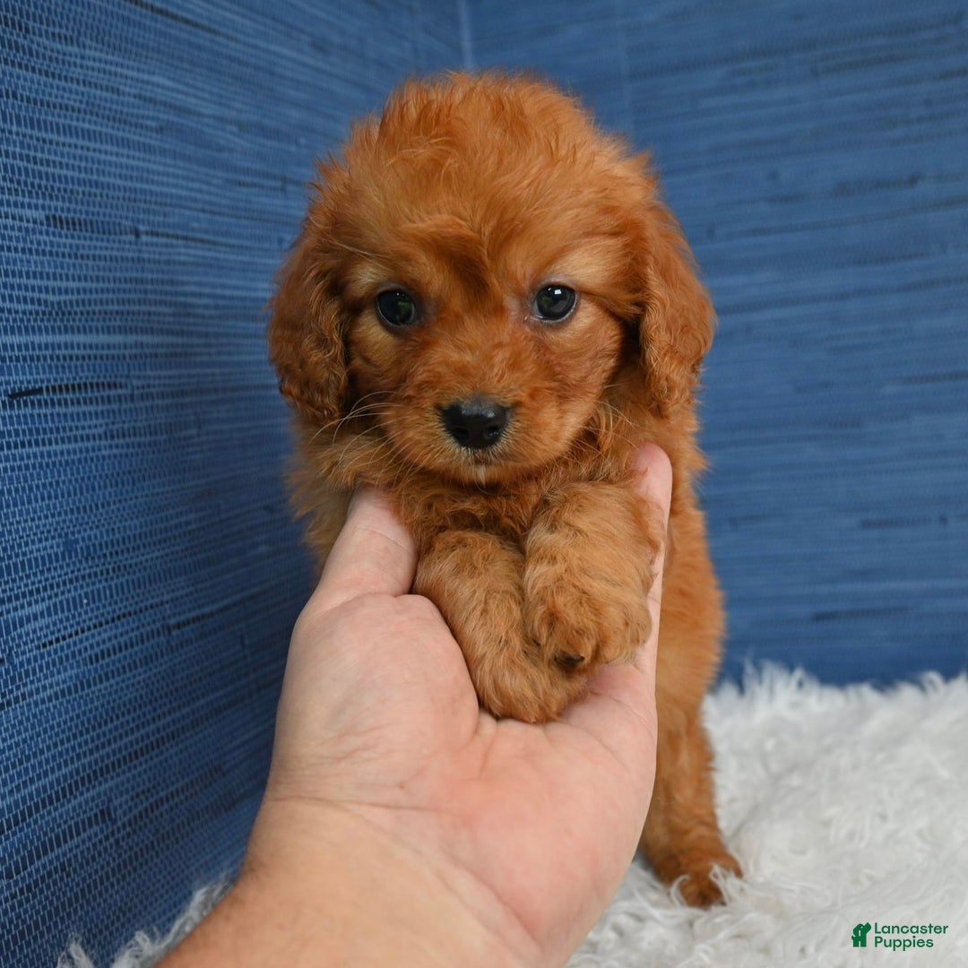 Cavapoo dogs for sale: Jacoby - Image 8