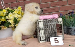 Golden Retriever dogs for sale: Lori - Image 2
