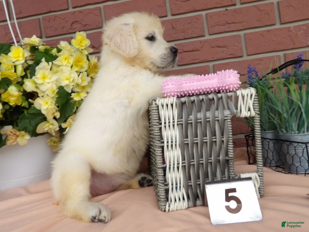 Golden Retriever dogs for sale: Lori - Image 2