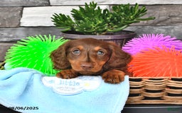 Miniature Dachshund dogs for sale: Carter - Image 3
