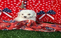 Miniature Poodle dogs for sale: Rainy - Image 6
