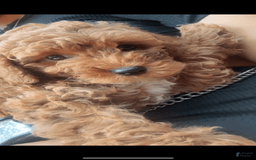 Miniature Poodle dogs for sale: Kash - Image 3