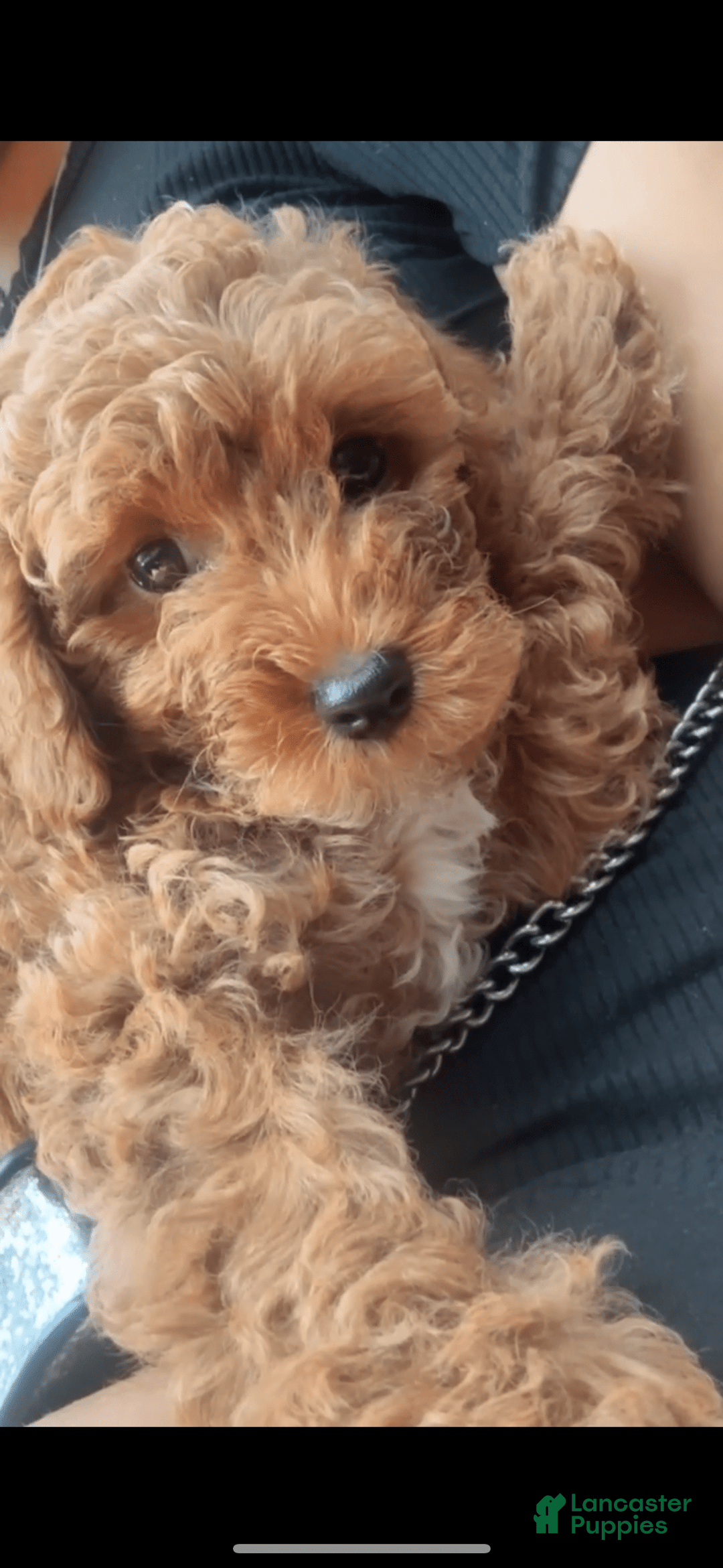 Miniature Poodle dogs for sale: Kash - Image 3