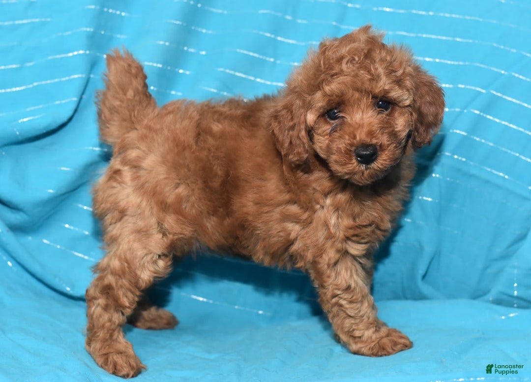 Miniature Poodle dogs for sale: Tessa - Image 18
