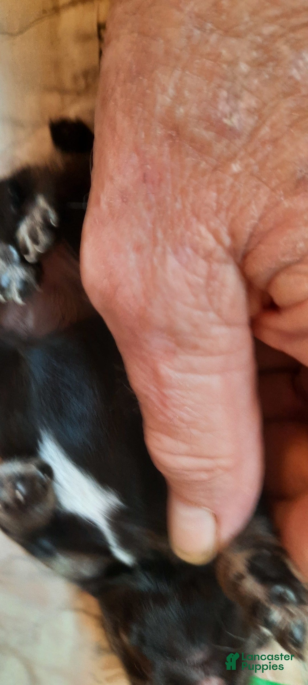 Miniature Schnauzer dogs for sale: Girl1 - Image 8
