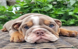 English Bulldog dogs for sale: Lexie - Image 5