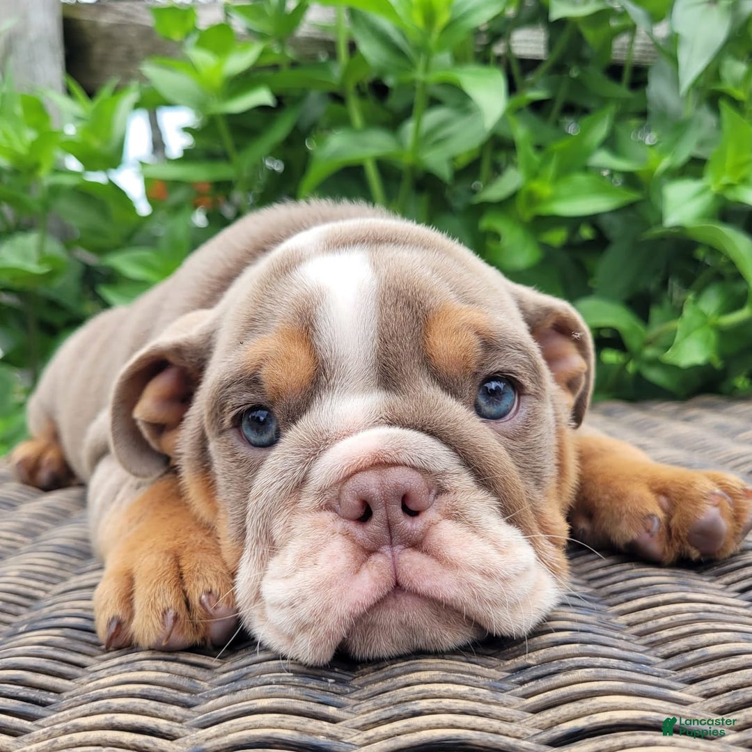 English Bulldog dogs for sale: Lexie - Image 5