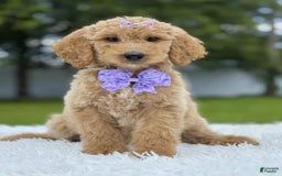Goldendoodle dogs for sale: Ellie - Image 5