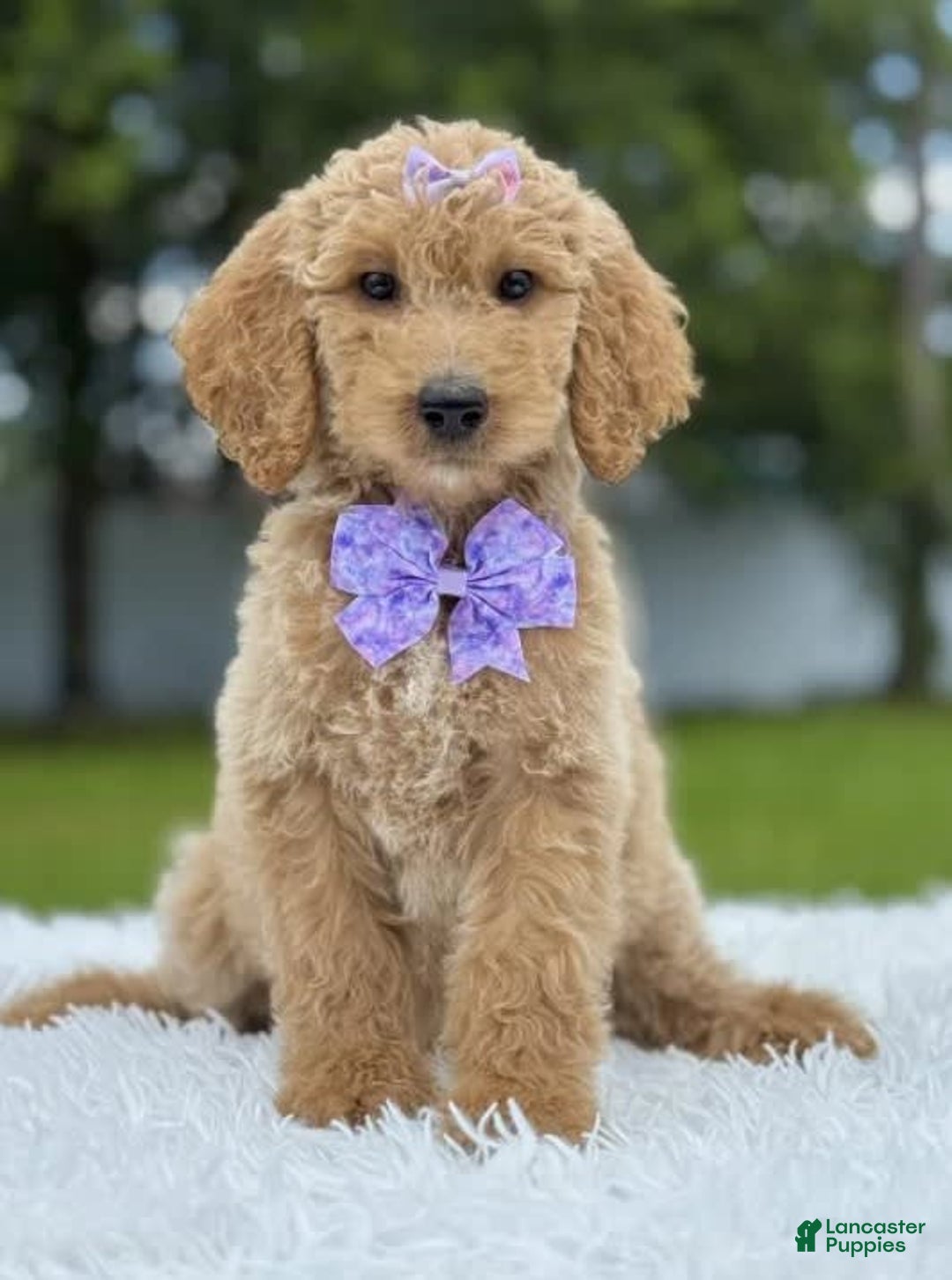 Goldendoodle dogs for sale: Ellie - Image 5
