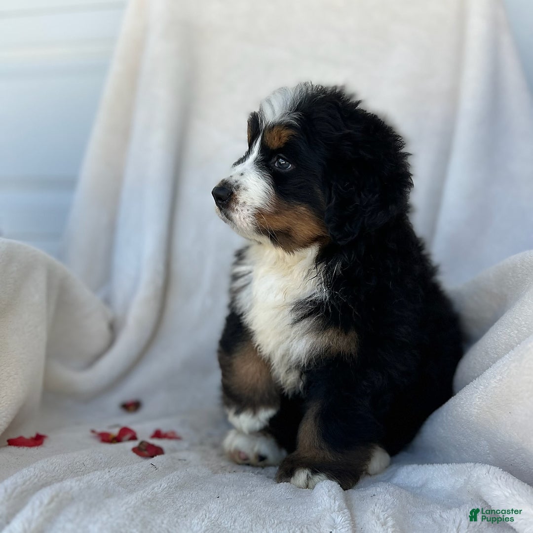 Bernese Mountain Dog dogs for sale: Bailey - Image 4
