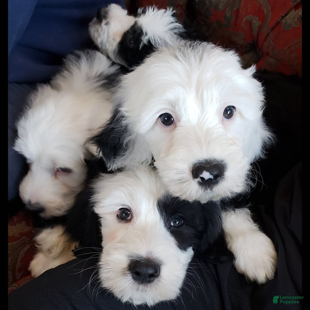 Old English Sheepdog dogs for sale: BODHISATTVA - Image 2