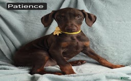 Doberman Pinscher dogs for sale: Patience - Image 9