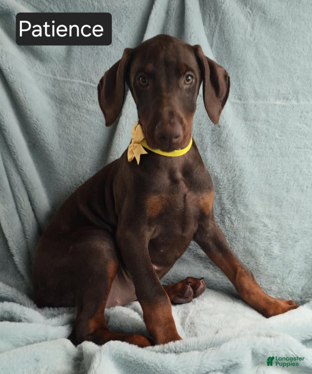 Doberman Pinscher dogs for sale: Patience - Image 9