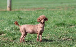 Toy Poodle dogs for sale: Dewey - Image 12