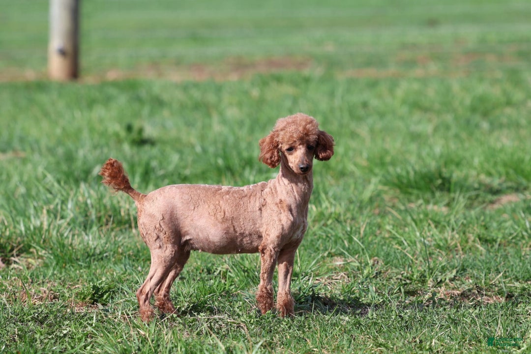 Toy Poodle dogs for sale: Dewey - Image 12