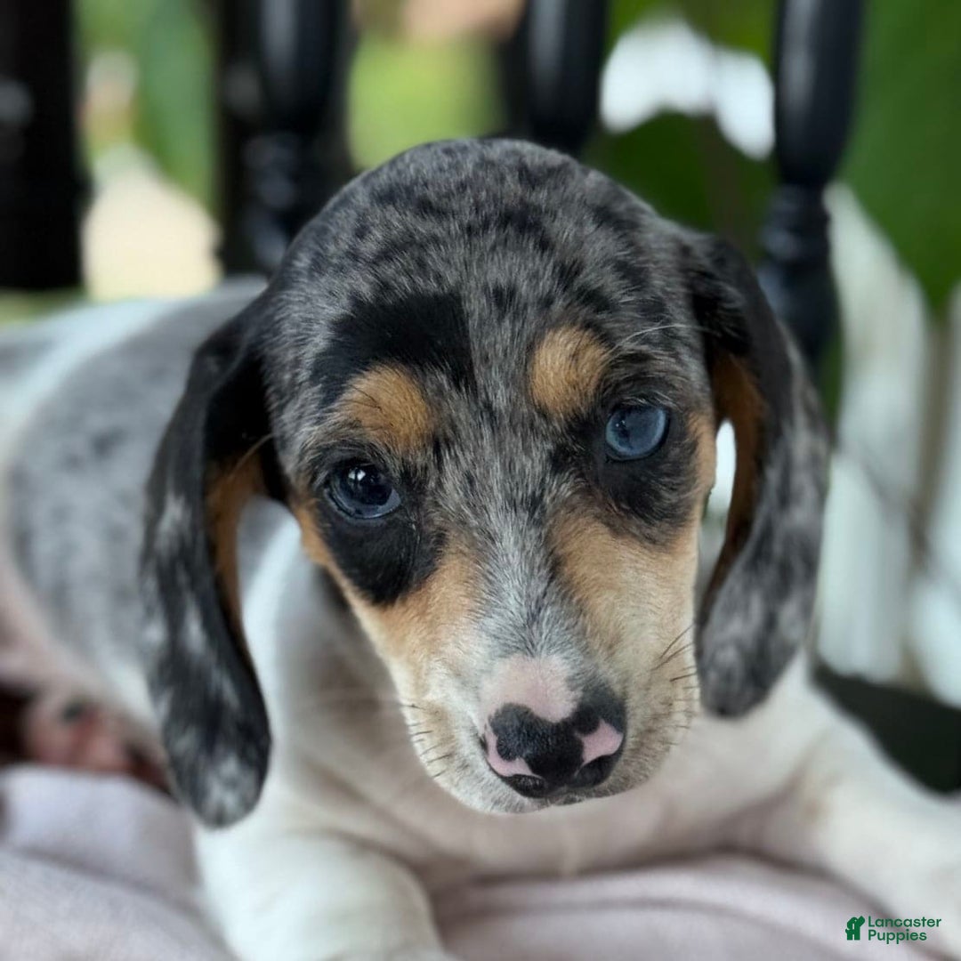 Miniature Dachshund dogs for sale: Bentley - Image 11