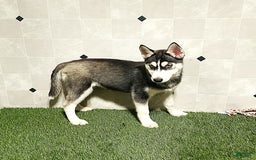 Siberian Husky dogs for sale: Laurie - Image 6