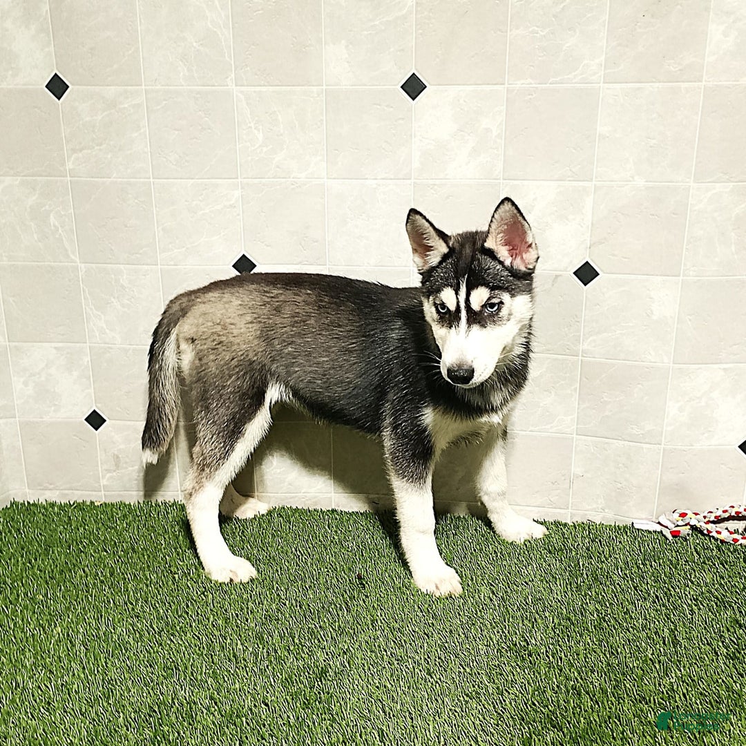 Siberian Husky dogs for sale: Laurie - Image 6