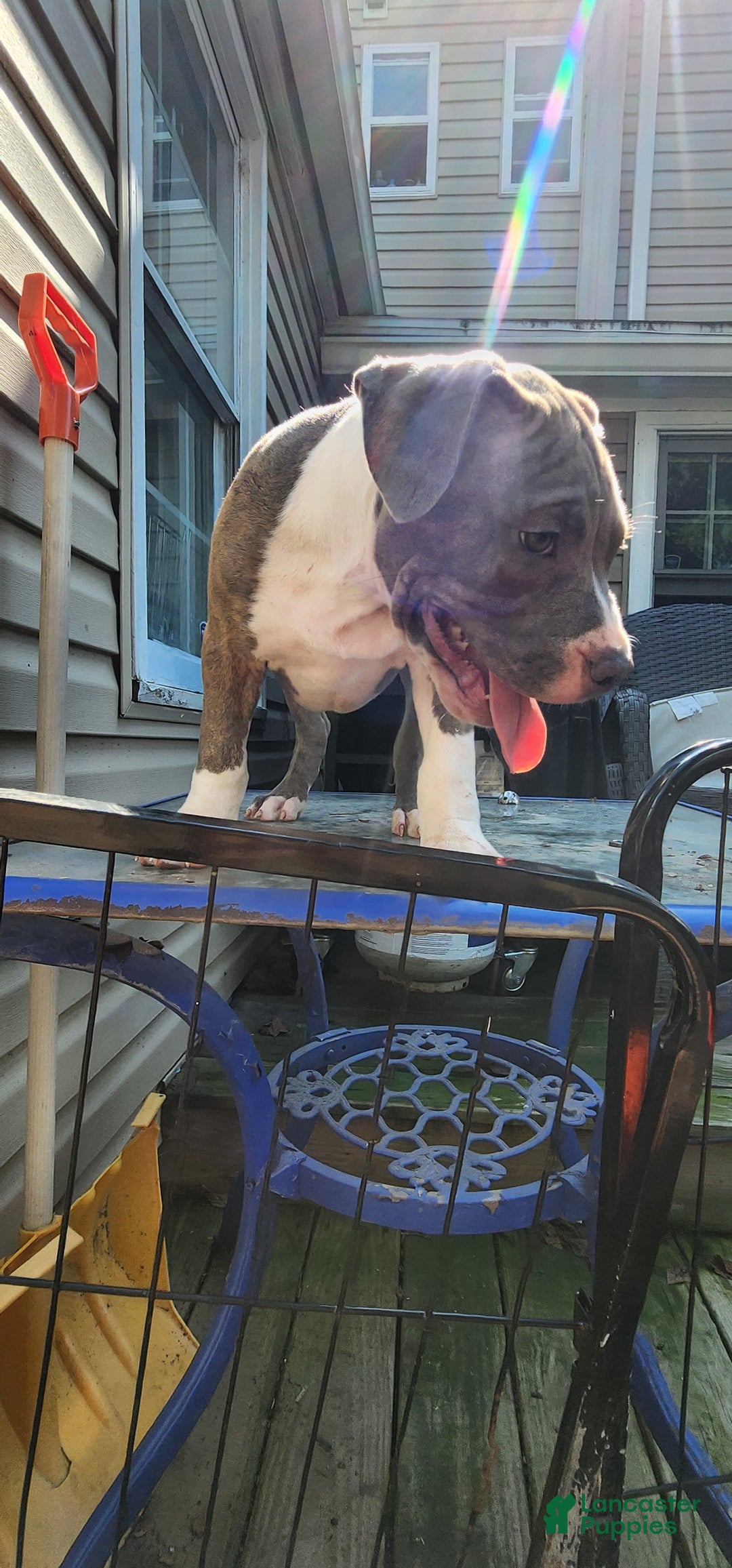 American Bully dogs for sale: Athena - Image 1