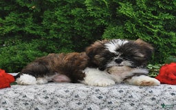 Shih Tzu dogs for sale: Mocha - Image 11