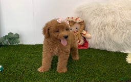 Goldendoodle dogs for sale: Dorus - Image 2