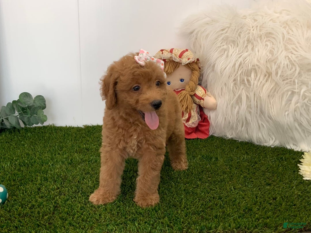 Goldendoodle dogs for sale: Dorus - Image 2