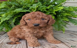 Mini Goldendoodle dogs for sale: Mini -kobe - Image 11