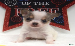 Chihuahua dogs for sale: Leo - Image 1