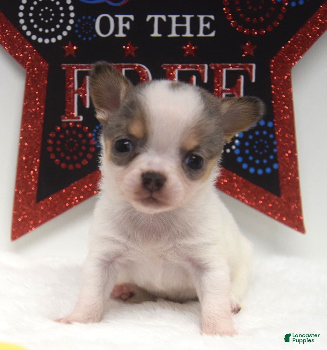 Chihuahua dogs for sale: Leo - Image 1