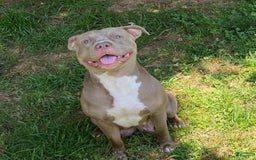 American Bully dogs for sale: Rosey - Image 22