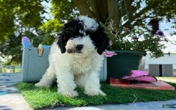 Toy Poodle dogs for sale: Toy Poodle 4 puppies - Image 12