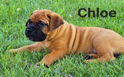 Bullmastiff dogs for sale: Chloe - Image 1