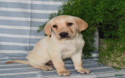 Labrador Retriever dogs for sale: Ashton - Image 2