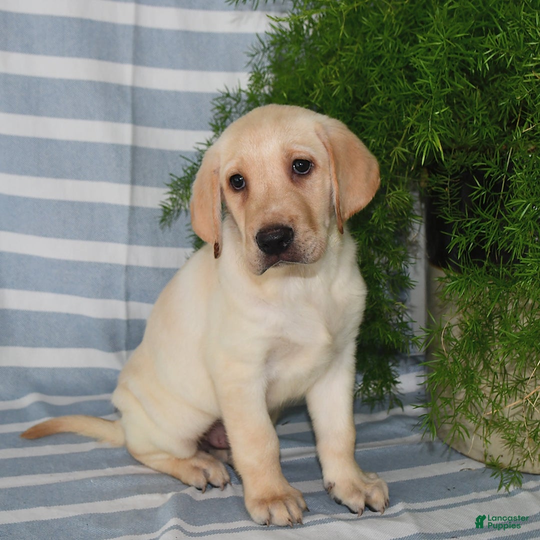Labrador Retriever dogs for sale: Ashton - Image 2