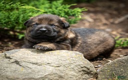 German Shepherd dogs for sale: Rolf - Image 3
