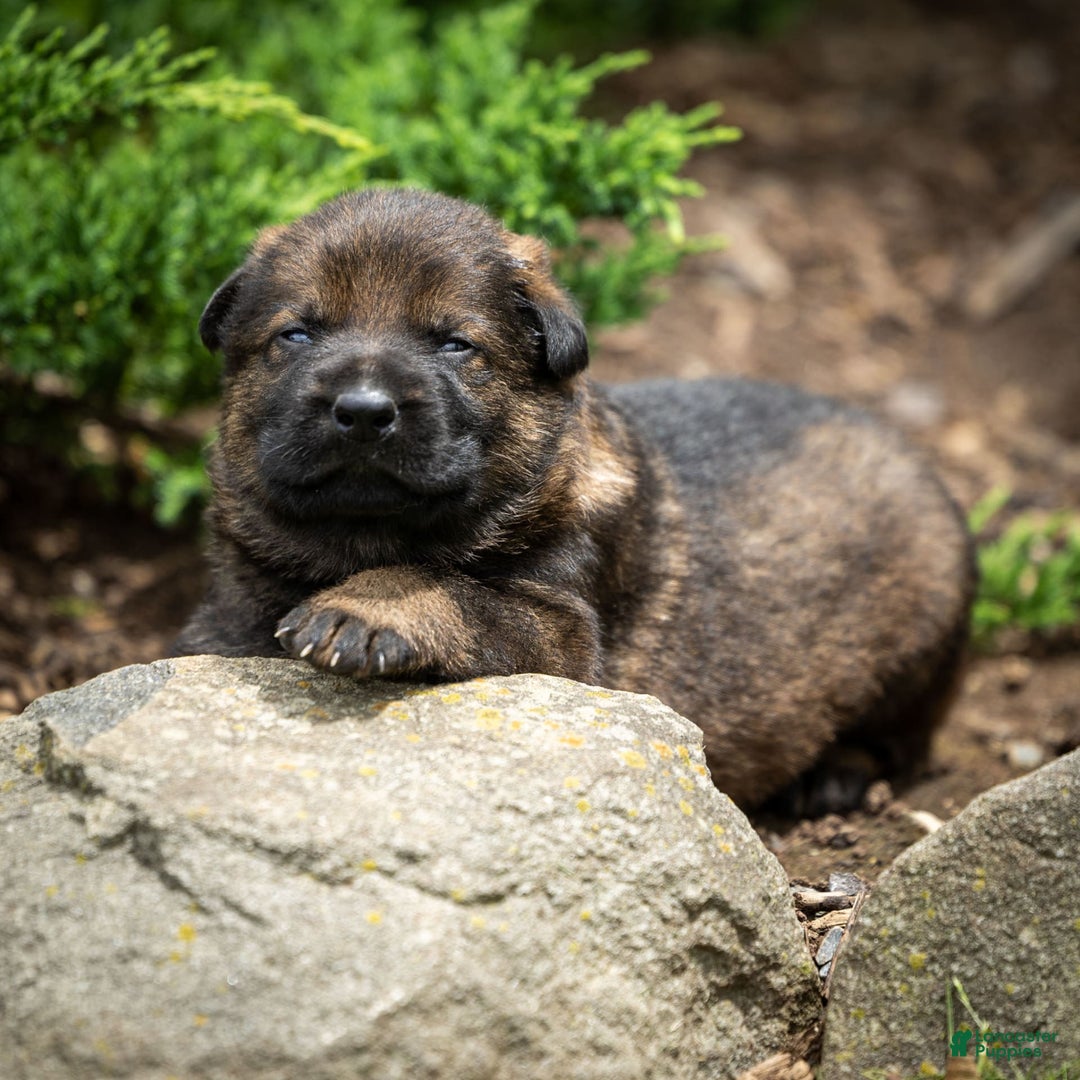 German Shepherd dogs for sale: Rolf - Image 3