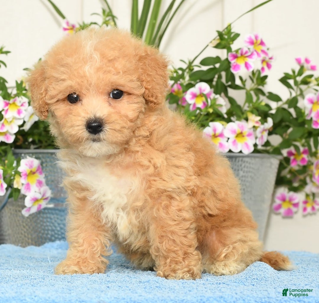 Bichpoo dogs for sale: Stella - Image 7