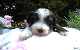 Mini Bernedoodle dogs for sale: Alex - Image 1