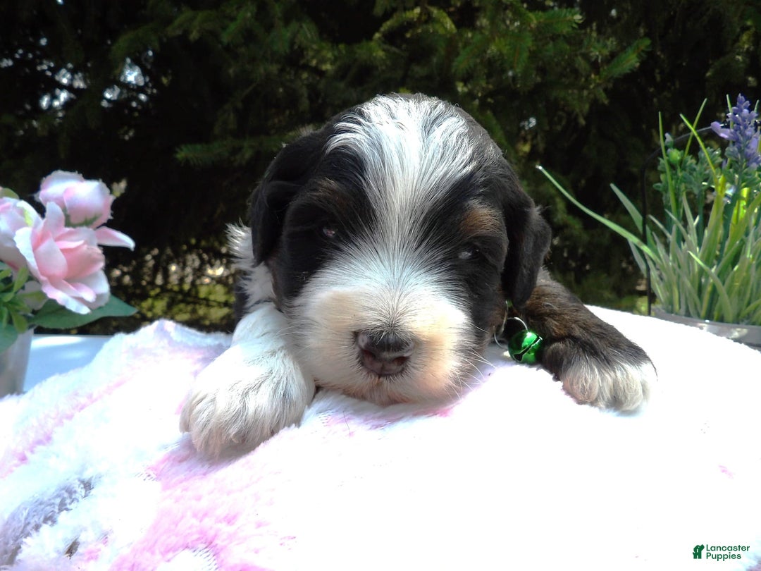 Mini Bernedoodle dogs for sale: Alex - Image 1