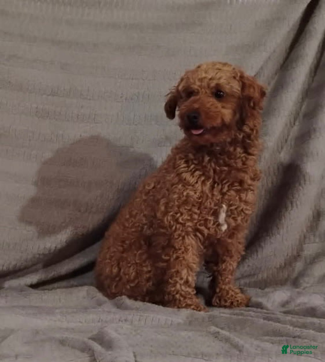 Miniature Poodle dogs for sale: Darla - Image 11