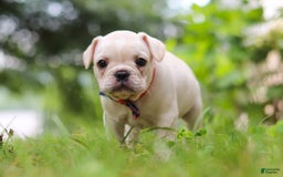 French Bulldog dogs for sale: Clover - Image 2