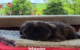 Shorkie dogs for sale: Mason - Image 3