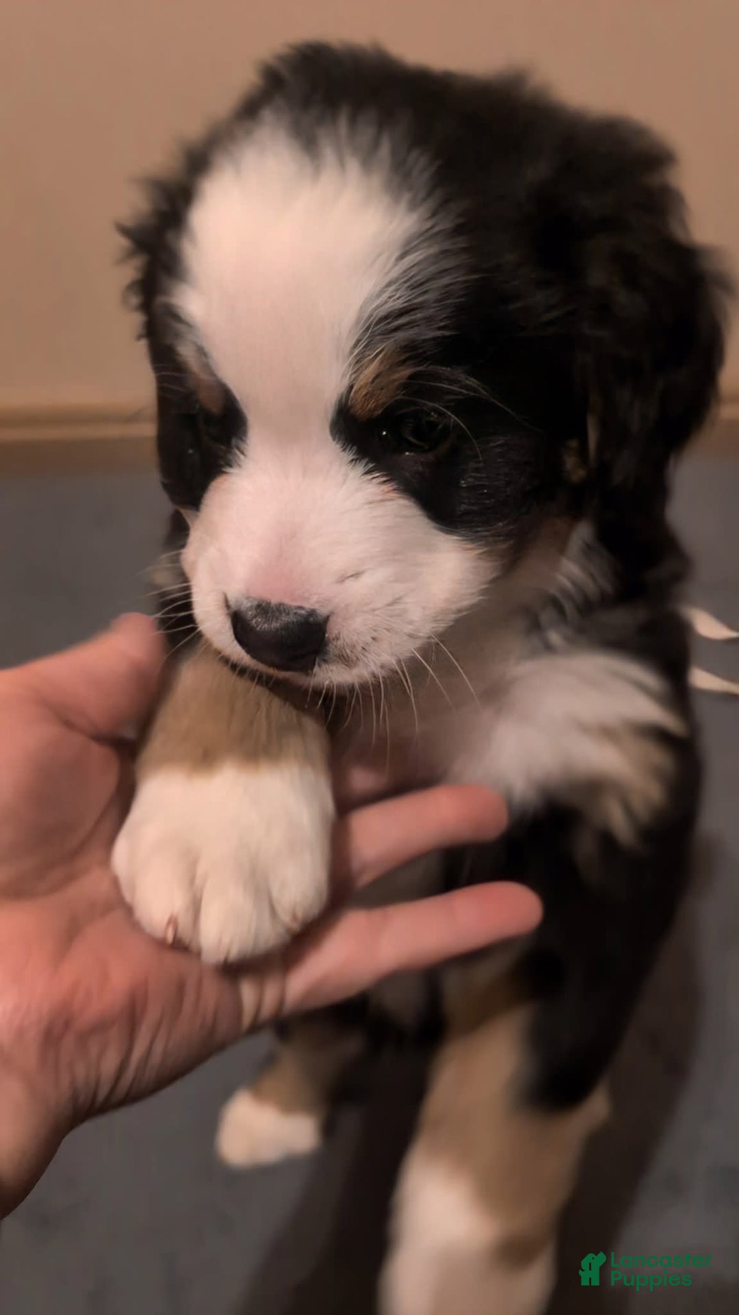 Bernese Mountain Dog dogs for sale: Poppy - Image 1