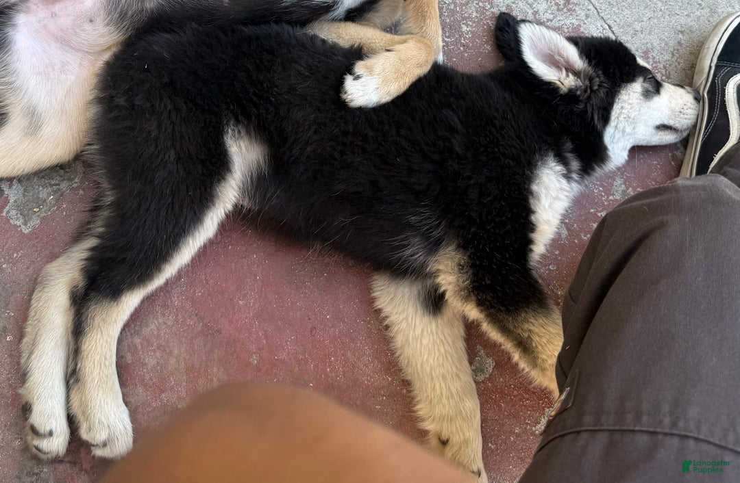 Siberian Husky dogs for sale: Siberian Husky 3 puppies - Image 12