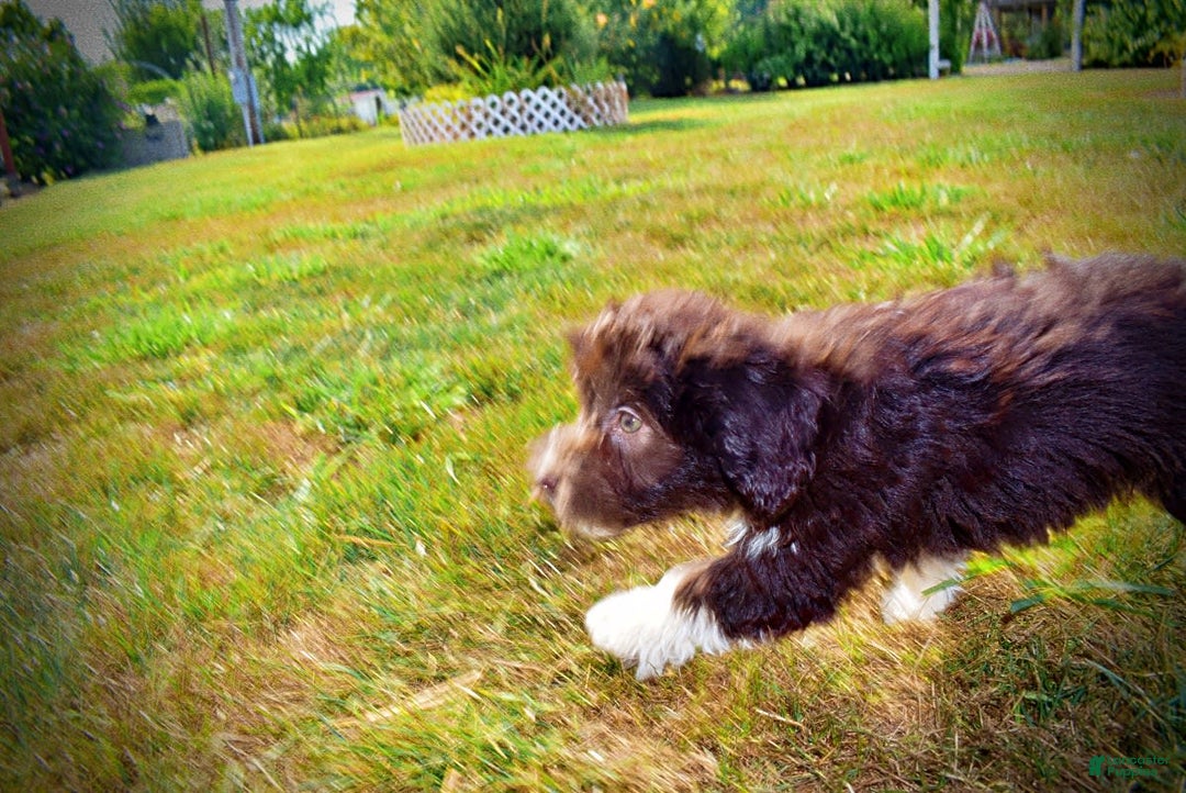Havapoo dogs for sale: Hammie - Image 9