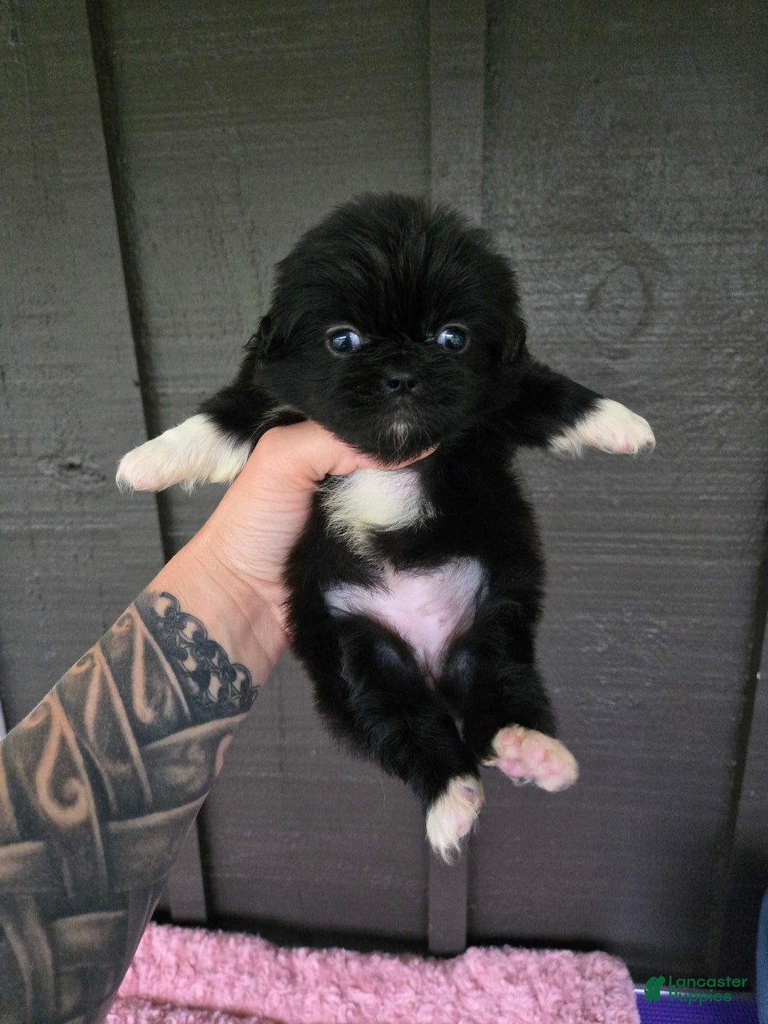 Pekingese dogs for sale: Carrie - Image 1