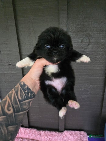 Pekingese dogs for sale - Ad 2