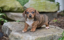 Dachshund dogs for sale: Willow - Image 1