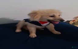 Pomeranian dogs for sale: Coconut - Image 2